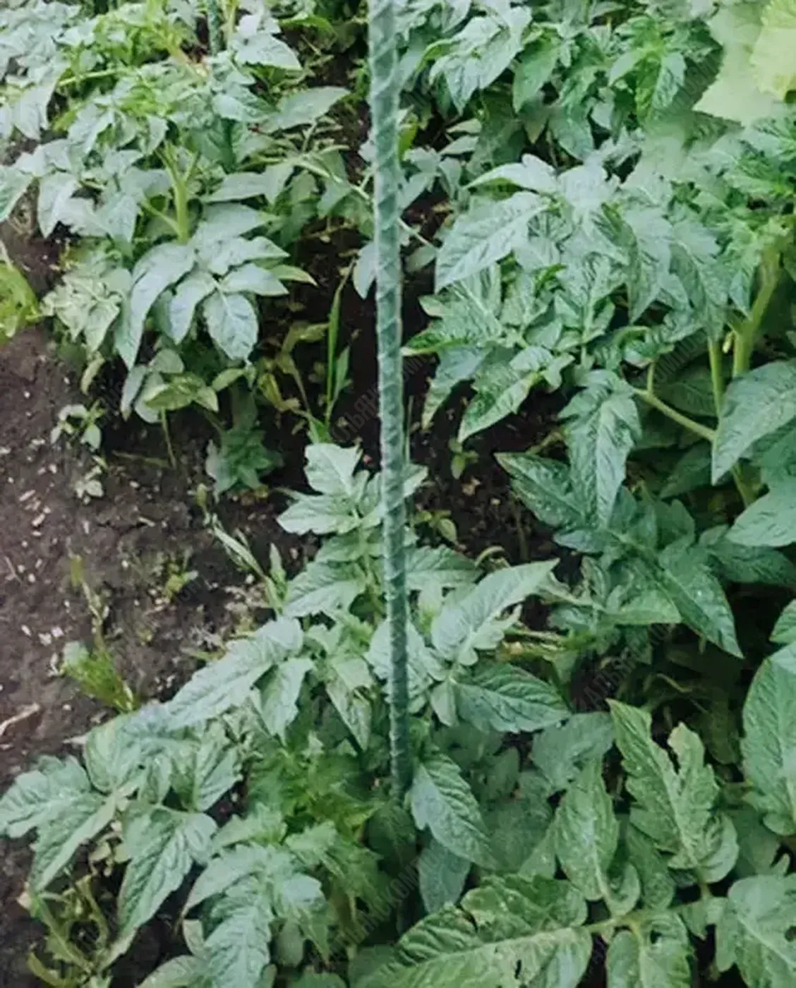 Колышки зеленые для подвязки растений 1,5 м